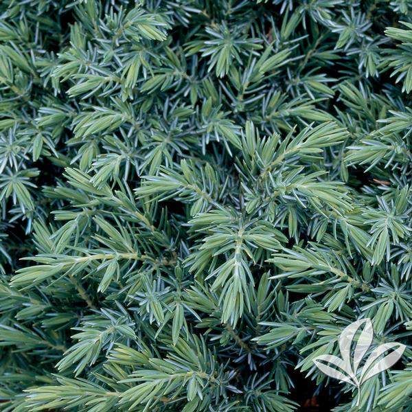 Blue Pacific Juniper