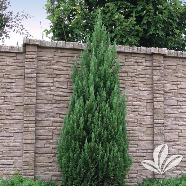 Blue Point Juniper