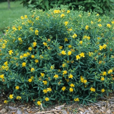 Blue Velvet™ St. Johnswort