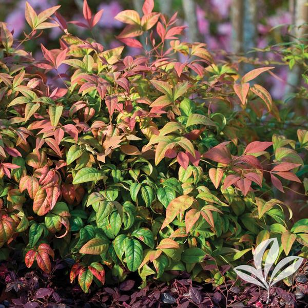 Blush Pink™ Nandina