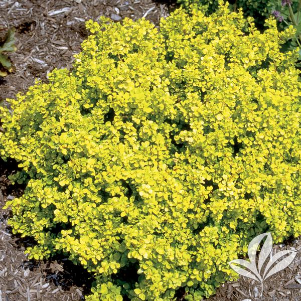 Bonanza Gold® Barberry