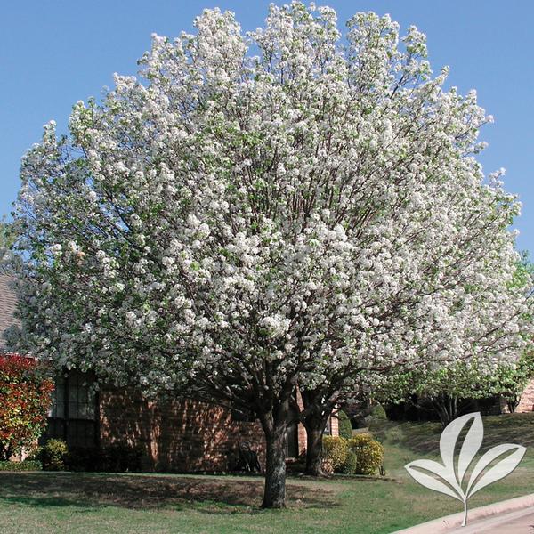 Bradford Pear