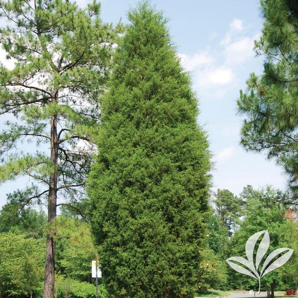 Brodie Juniper