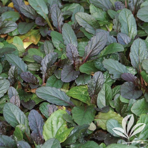 Bronze Beauty Ajuga
