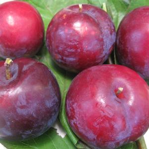 Bruce Plum