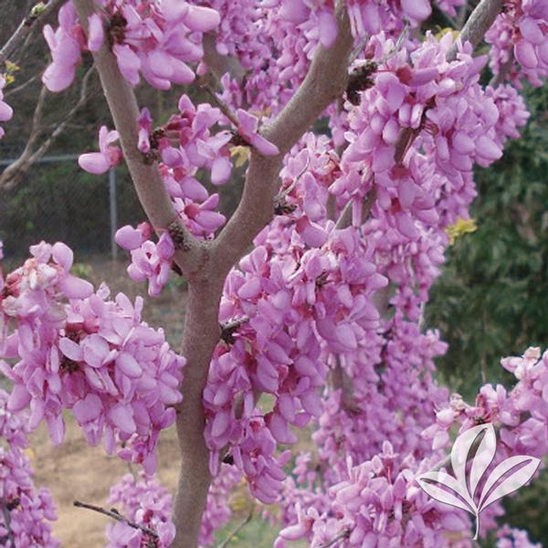 Bubble Gum Redbud