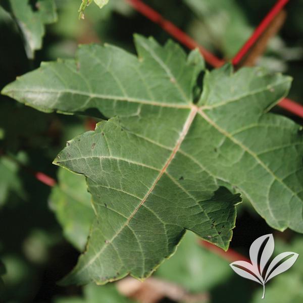 Burgundy Belle® Maple