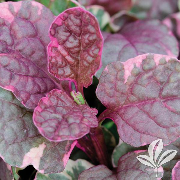 Burgundy Glow Ajuga