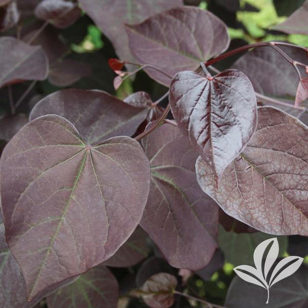 Burgundy Hearts® Redbud