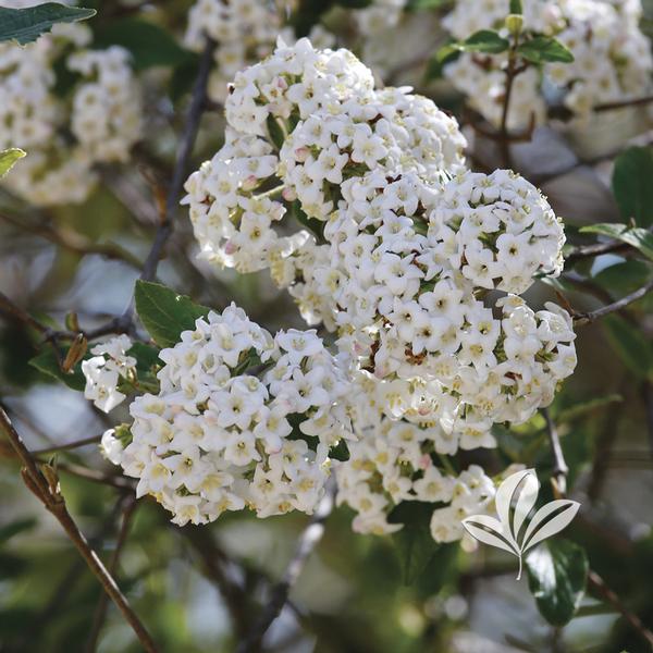 Burkwood Viburnum