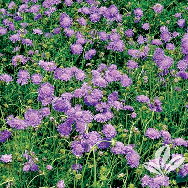 Butterfly Blue Pincushion Flower
