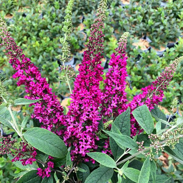 Lo & Behold Ruby Chip® Butterfly Bush