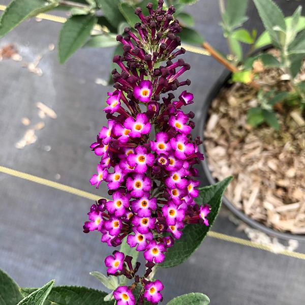 Blueberry Pie™ Butterfly Bush
