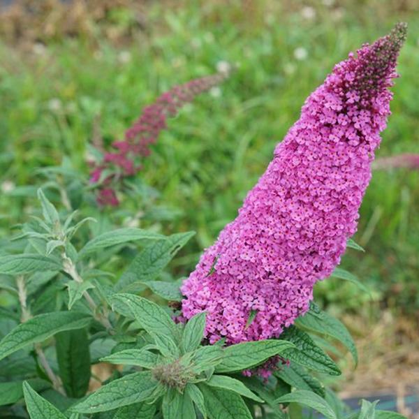 Pugster Pinker® Butterfly Bush