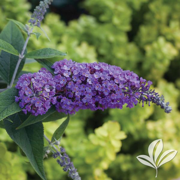Lo & Behold® Purple Haze Butterfly Bush