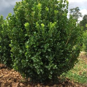NewGen™ Freedom® Boxwood