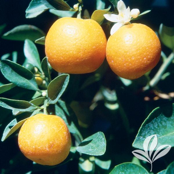Calamondin Bush