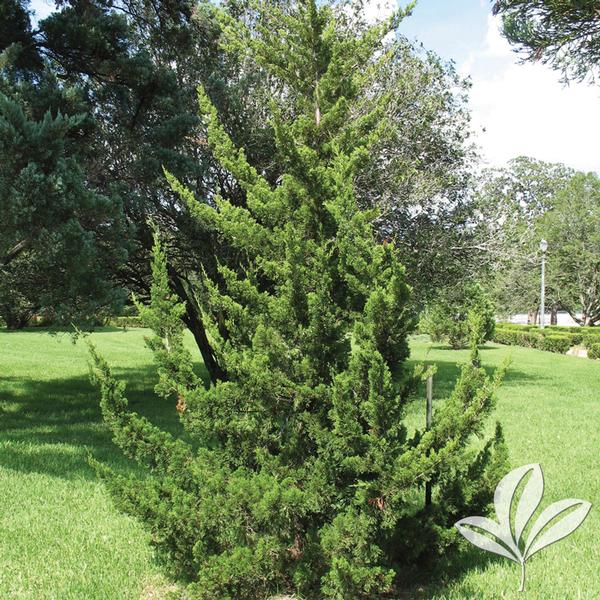 Canaerti Juniper