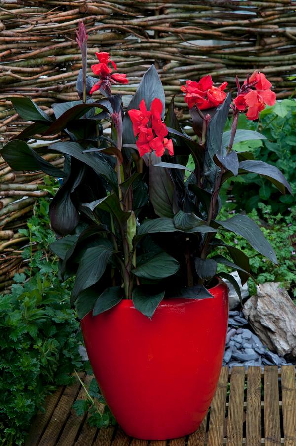 Cannova® Bronze Scarlet Canna