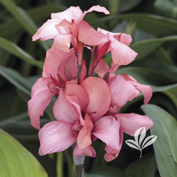 Cannova® Mango Canna
