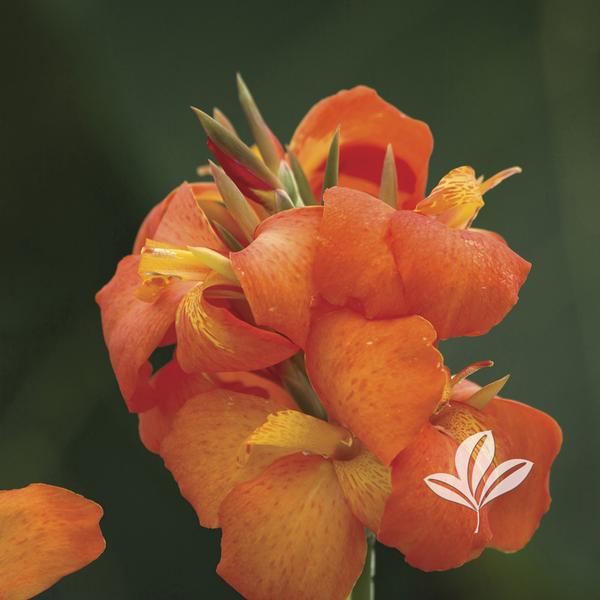 Cannova® Orange Shades Canna