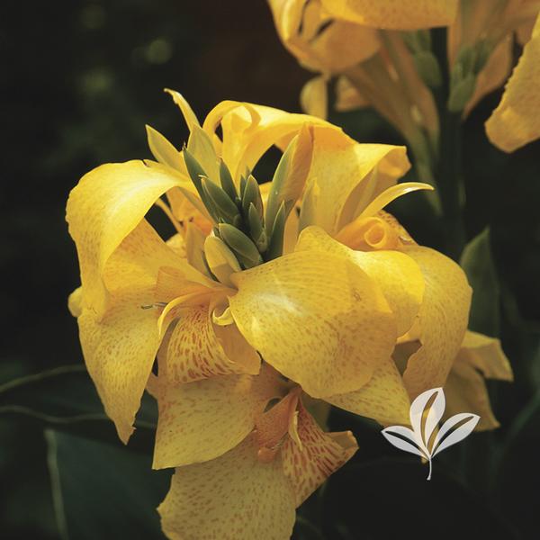 Cannova® Yellow Canna