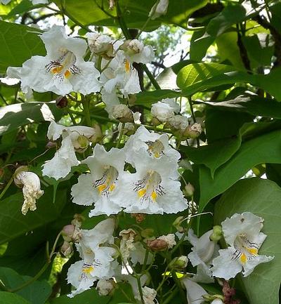 Catalpa
