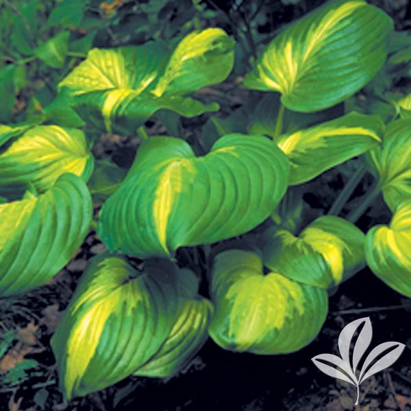 Cathedral Windows Hosta