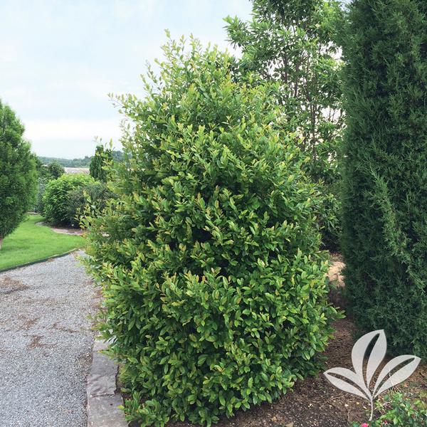 Centre Court™ Cherry Laurel