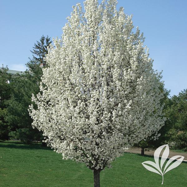 Chanticleer® Pear
