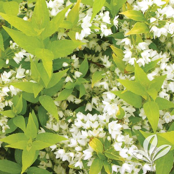 Chardonnay Pearls® Deutzia