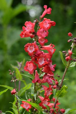 Cherry Sparks Penstemon