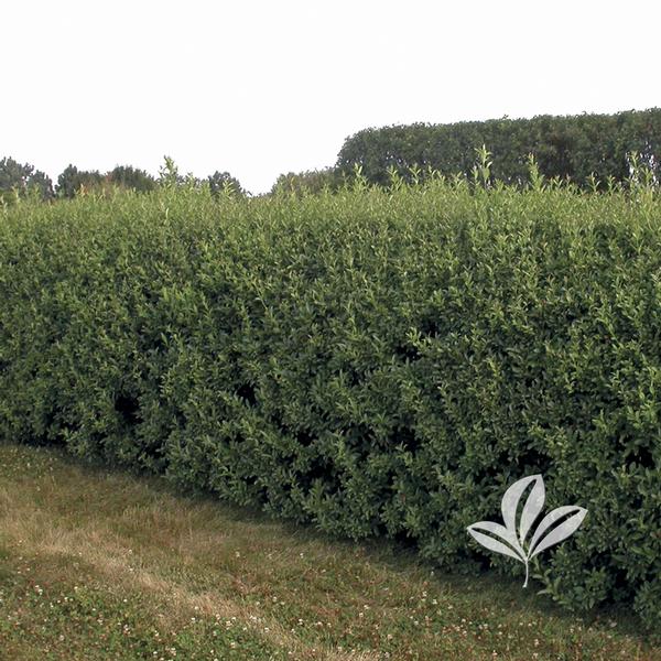 Cheyenne Privet