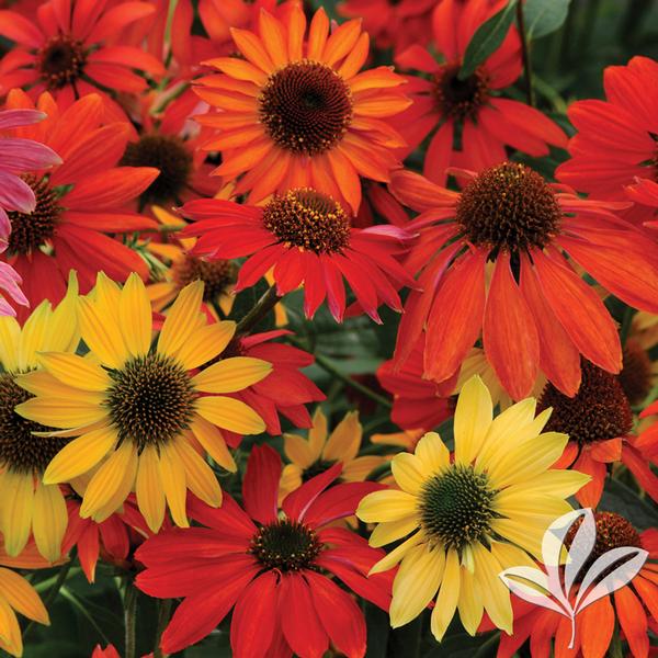 Cheyenne Spirit Coneflower