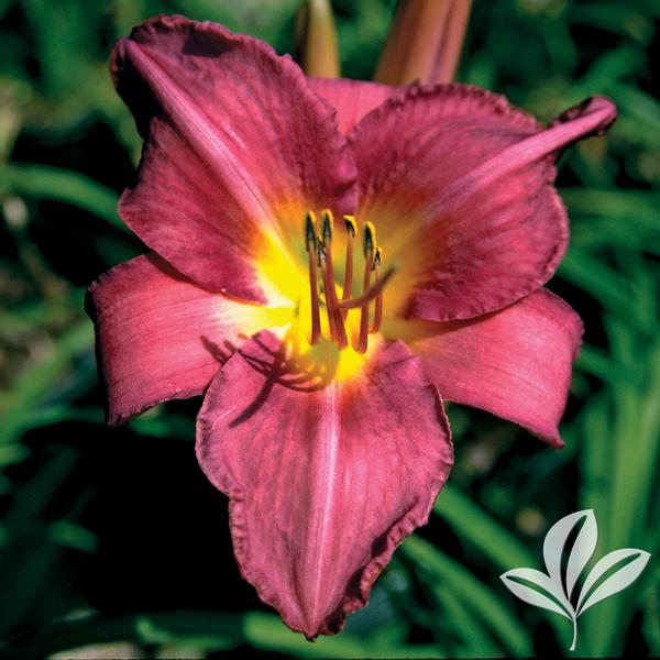 Chicago Arnies Choice Daylily