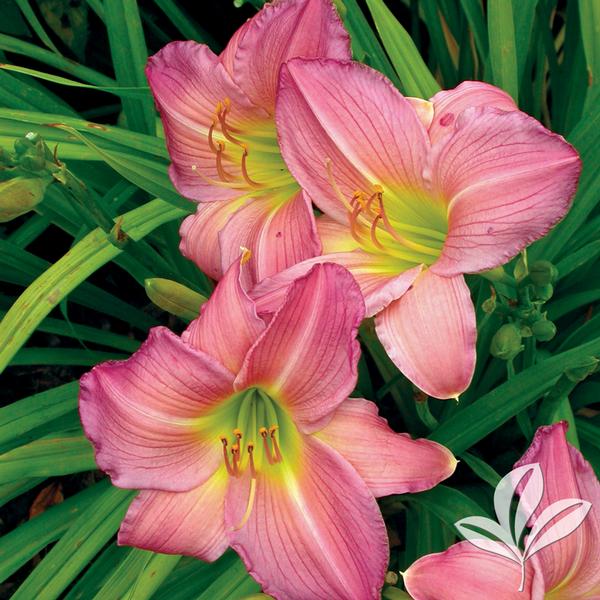 Chicago Orchid Daylily