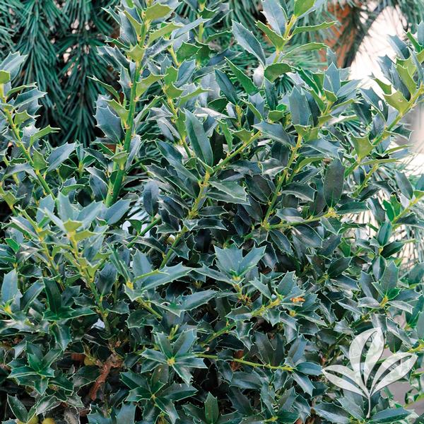 Christmas Jewel® Holly