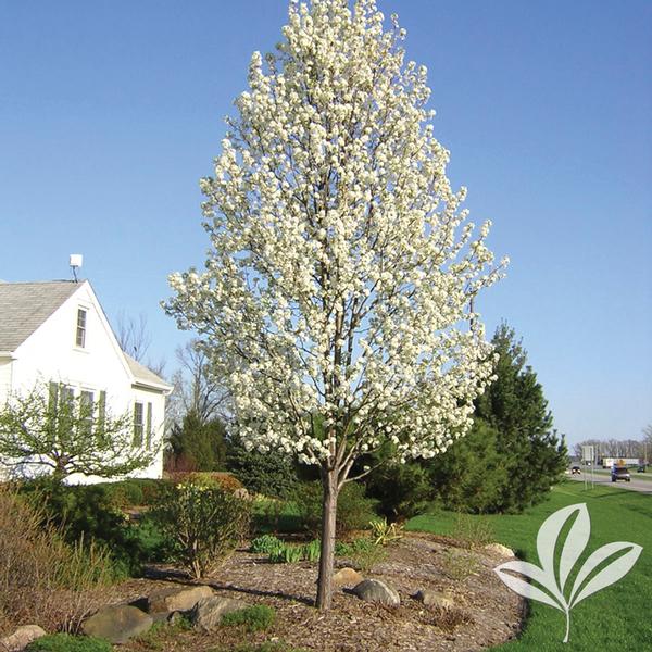 Cleveland Select Pear