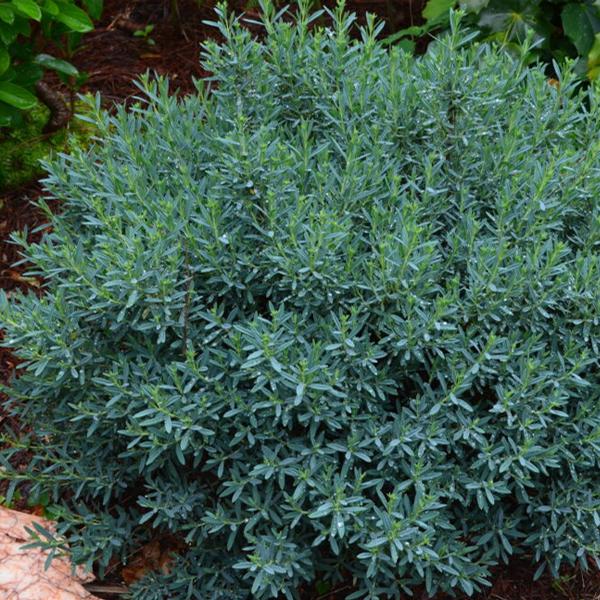 Cobalt-N-Gold™ St. Johnswort