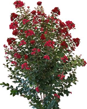 Colorama™ Scarlet Crapemyrtle