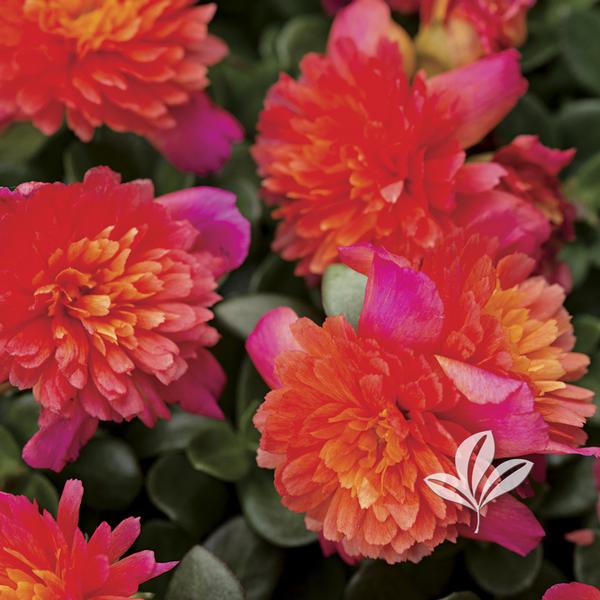 Colorblast™ Double Magenta Portulaca