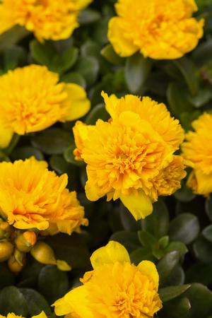Colorblast™ Double Yellow Portulaca