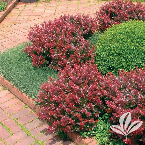 Compact Crimson Pygmy Barberry