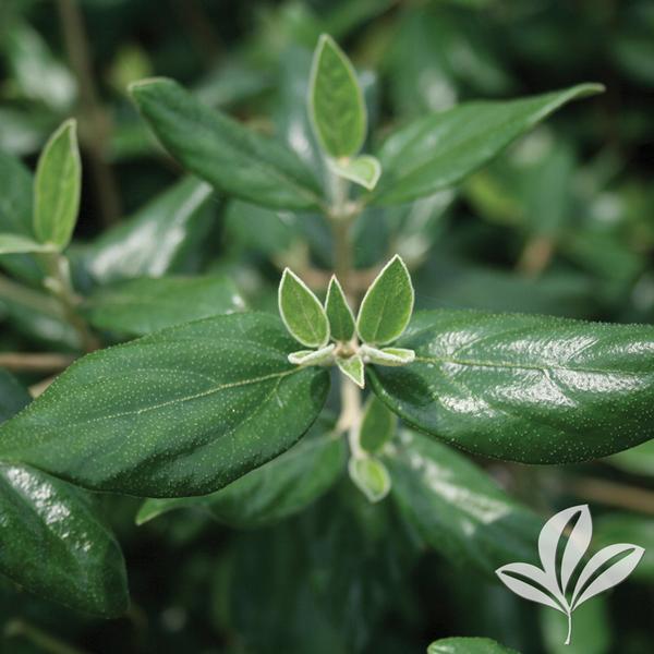 Conoy Viburnum