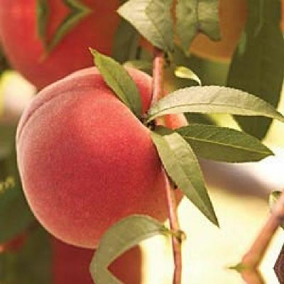 Contender Peach