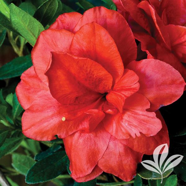 Bloom-A-Thon® Coral Amazement™ Azalea