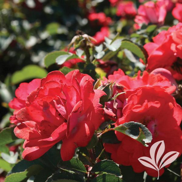 Coral Drift® Rose