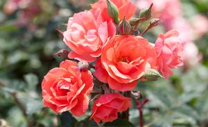 Coral Knock Out® Rose