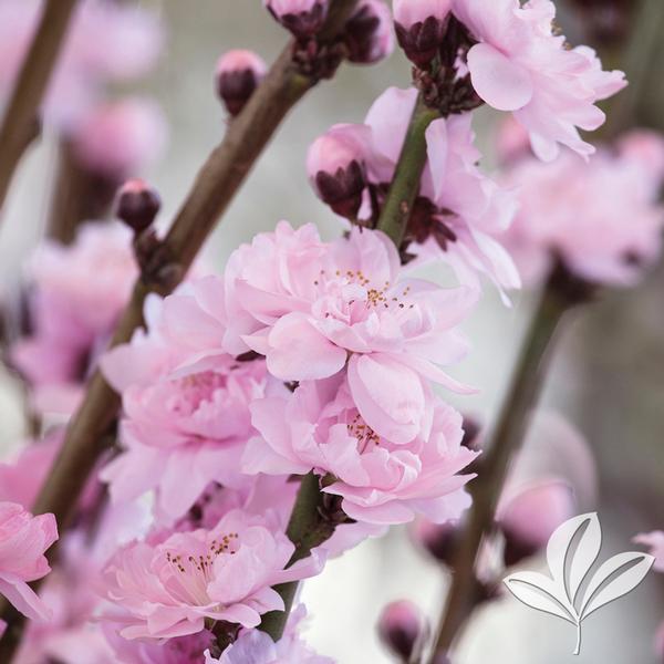 Corinthian Pink Flowering Peach