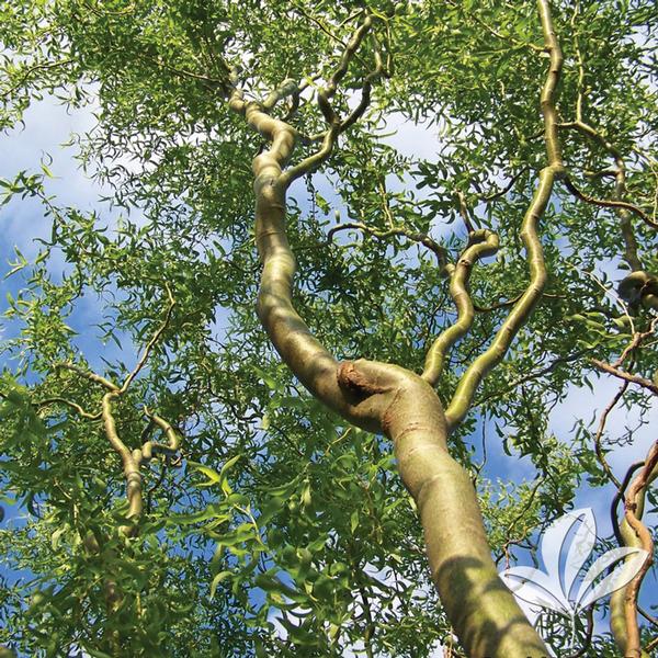 Corkscrew Willow